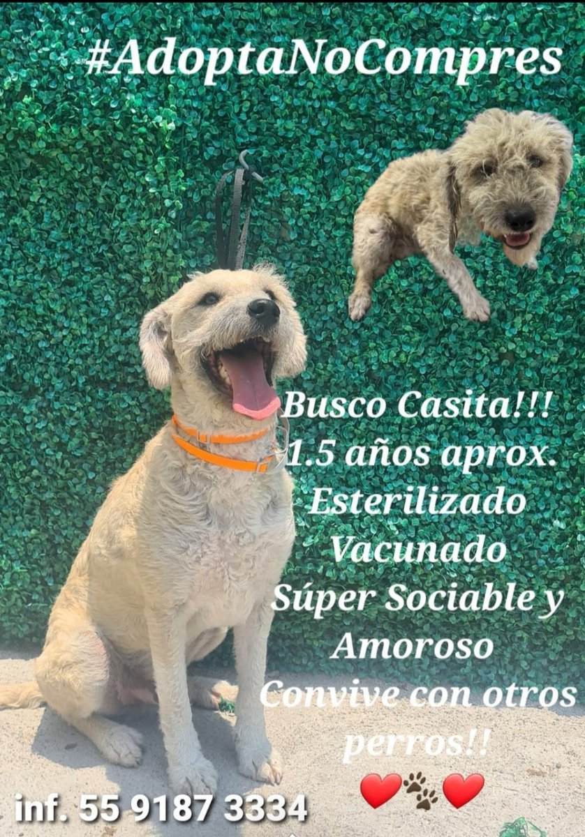 Tomás sigue en campaña Navideña!!! Ayúden a hacer el milagro 🙏 #UnHogarParaTomás 🐾💖