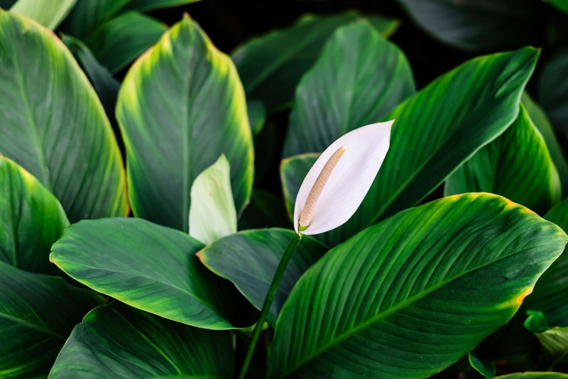 ดอกไม้กลิ่นหอมต้นเล็ก
เดหลีใบกล้วย (Peace Lily, Fragrant Spathiphyllum) มีต้นกำเนิดจากประเทศในแถบทวีปอเมริกา ลักษณะเป็นไม้ล้มลุกพุ่มเตี้ย อายุหลายปี มีเหง้าใต้ดิน ส่วนที่อยู่เหนือดินแตกกอสูงถึง 70 เซนติเมตร

FREEN FAV FRAGRANCE
#Cutepressหอมฟินกับฟรีน
#CutepressLivexFreen