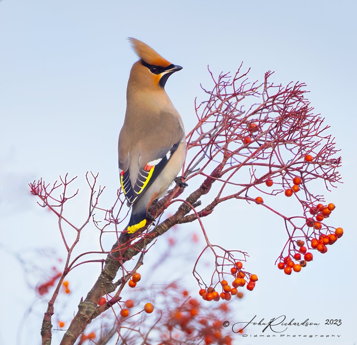 One of the 11 Waxwings at Aldeburgh this morning
18/12/2023