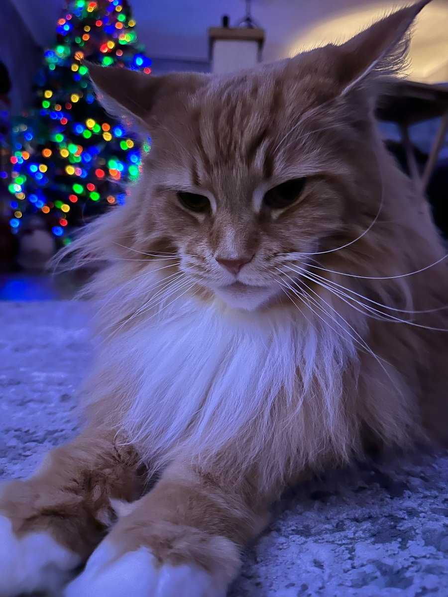 The festive Buddy loaf was tucked and ready but I took too long to try and catch the light so he popped his legs out 😹😹🦁🦁 #kittyloafmonday #teamfloof #CatsOfTwitter