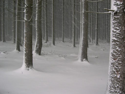 MrSteveMatchett's tweet image. On this day, December 18th 1944, the 101st Airborne rushed into position amid the snowy pine trees of Bois Jacques, adjacent Bastogne. Amid the frozen woodland they dug foxholes and awaited further orders. Before long they were surrounded by enemy forces. And here they stayed.