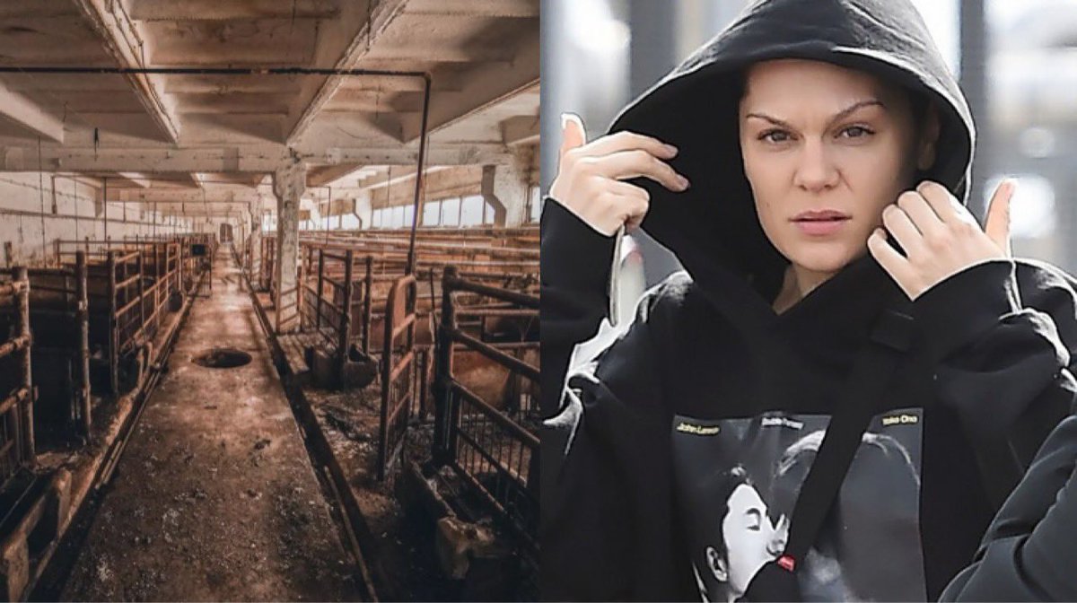 Channel 4 ‘Dispatches’ investigation into Jessie J’s Hertfordshire abattoir makes number of serious allegations: • Workers paid as little as £2.15 per hour • Meat stored improperly • Employees banned from using the toilet while on shift • No fire safety plan in place •…