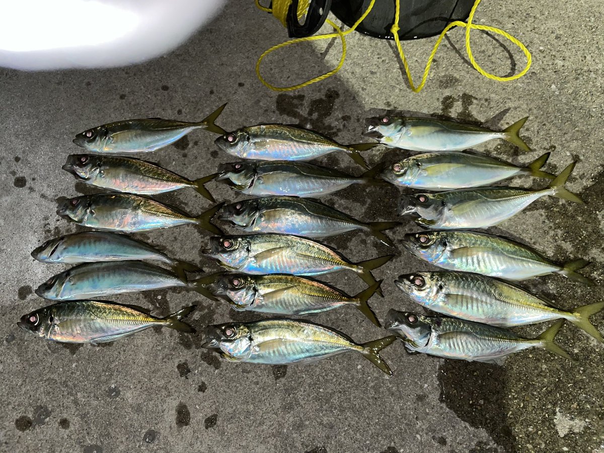 same0928's tweet image. 下津井
サビキにてアジフライゲット
クリスマスのオードブルの一品に加えよう😘