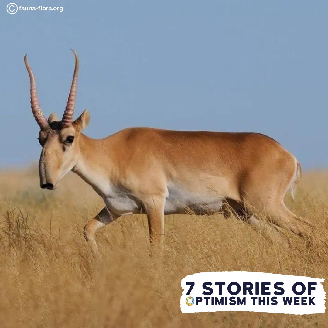 Discover stories of hope and inspiration from around the globe on the #ConservationOptimism Round-Up, ensuring you never miss your dose of motivation.

Here's this week's compilation of positive news from the conservation world:
buff.ly/3Rpaclr 

#Optimism
