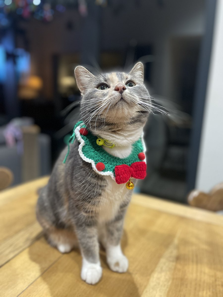 I made the cat festive.