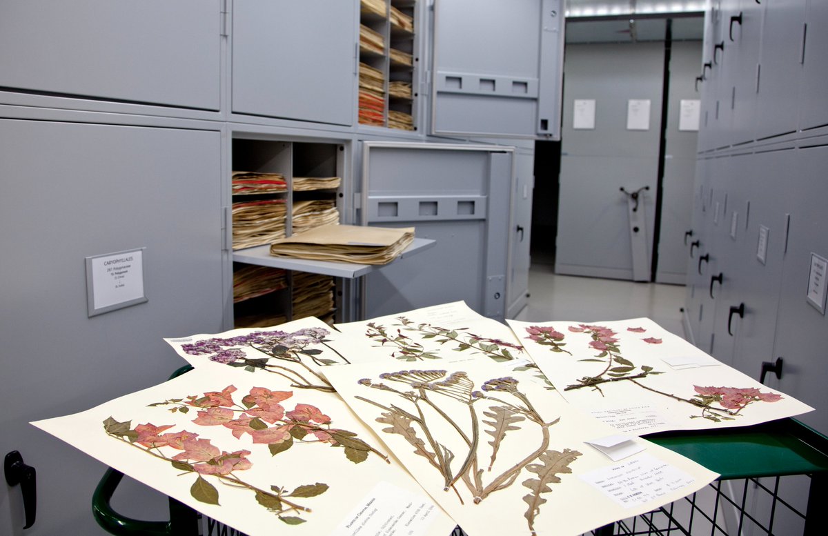 What does a #herbarium curator do? A new blog by @mark_carine on the work of the botany curation team @NHM_Science: bit.ly/41uJUTB #botany #curation