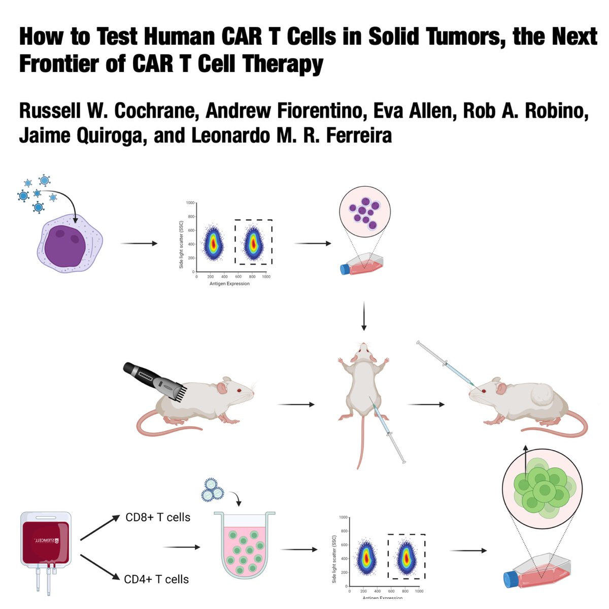 Our lab’s guide on how to test human CAR T cells in vivo in under a month is now out in Methods in Molecular Biology! @MUSChealth @muschollings @SpringerNature #immunologymatters #changingwhatspossible link.springer.com/protocol/10.10…