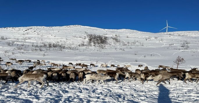 One more slightly Christmassy post to share a blog by my PhD student Katy Roy - learn about our work on reindeer brainworm! liverpool.ac.uk/infection-vete…