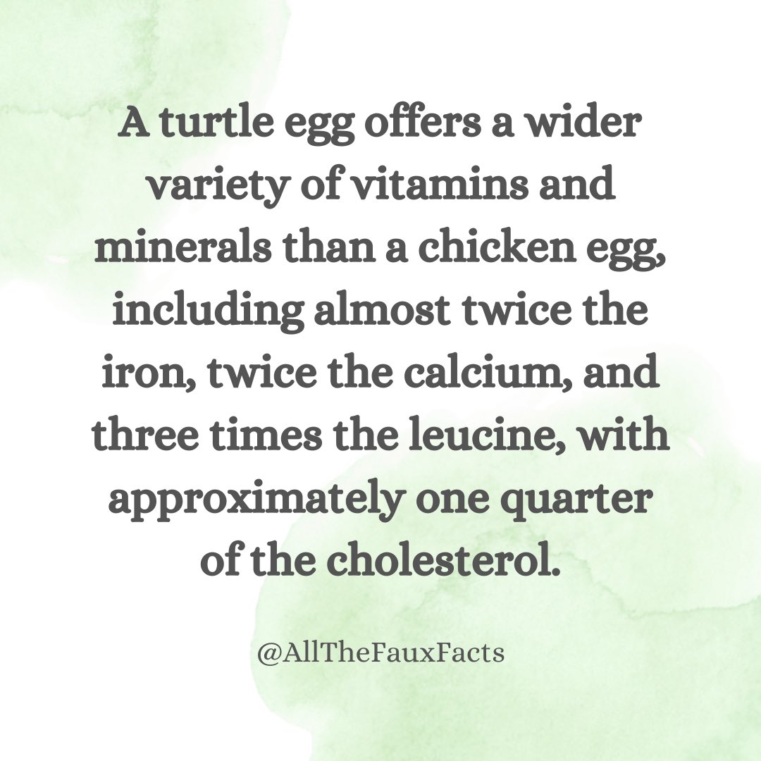 Turtle egg vs. Chicken egg. 🥚 

#eggrecipes #eggnutrition #eggs #delicious #nutrition #AllTheFauxFacts #fact #factoid #dailyfacts #humorous #humor #comparison #thisvsthat