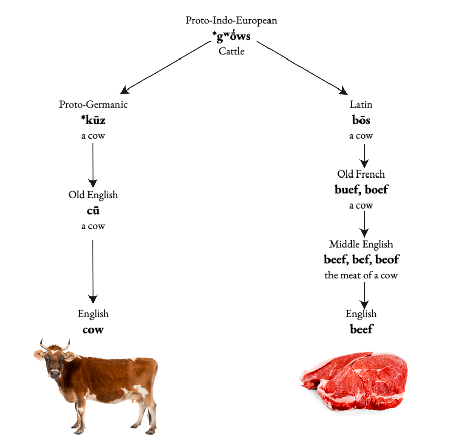 tochterzwiebel's tweet image. etymology fun fact: "cow" and "beef" come from the same root word!