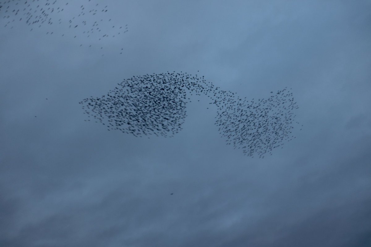 theotherjanet (@theotherjanet1) on Twitter photo A few of the fabulous shapes from this evening's Starling murmuration at Whisby <a href="/WhisbyNatureRes/">Grahame Hopwood</a> <a href="/Lincsbirding/">Lincsbirding</a> <a href="/LincsWildlife/">Lincs Wildlife Trust</a> <a href="/LincsNaturalist/">LNU</a> <a href="/lincsbirders/">Lincsbirders.org</a> A few of the fabulous shapes from this evening's Starling murmuration at Whisby <a href="/WhisbyNatureRes/">Grahame Hopwood</a> <a href="/Lincsbirding/">Lincsbirding</a> <a href="/LincsWildlife/">Lincs Wildlife Trust</a> <a href="/LincsNaturalist/">LNU</a> <a href="/lincsbirders/">Lincsbirders.org</a>