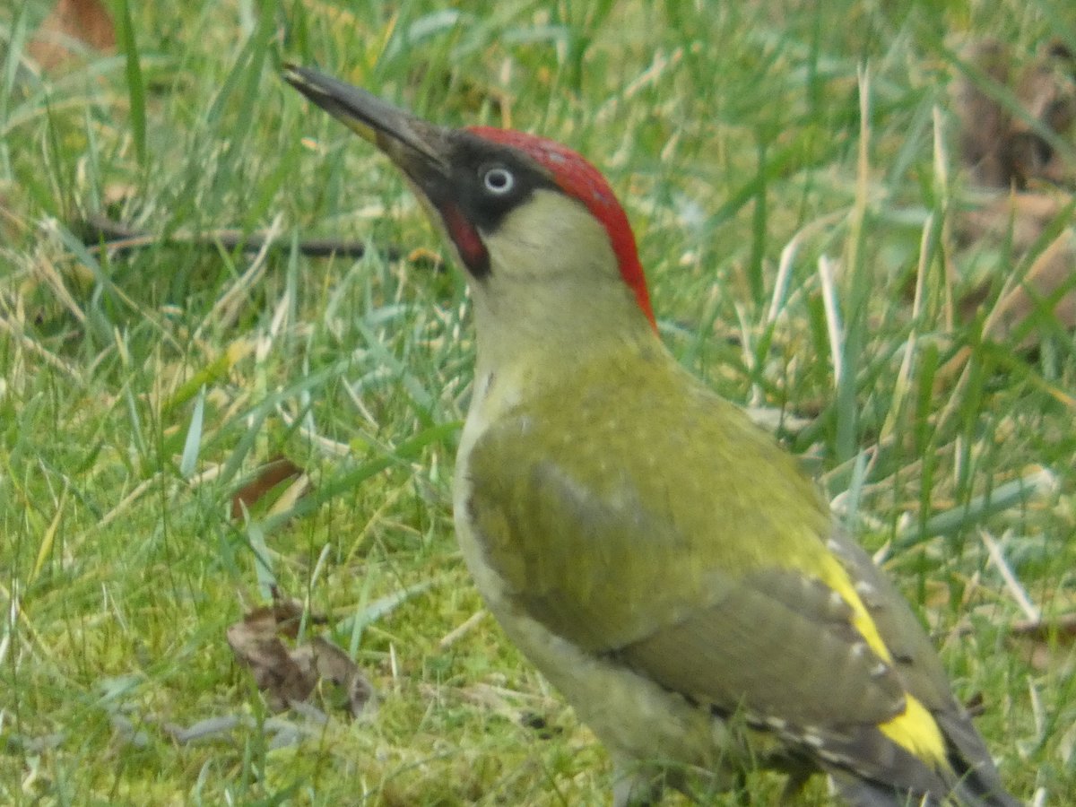 #Greenwoodpecker, #PicusViridis,
In grass, a master of disguise.
Eyes wide in surprise,
Mirroring my own, no lies.

🐦

#NaturePhotography #NaturePhoto #naturelovers #BirdPhotography #birdphoto #bird #birds #photo #photos #photography #woodpecker #啄木鳥 #鳥類 #ヨーロッパアオゲラ