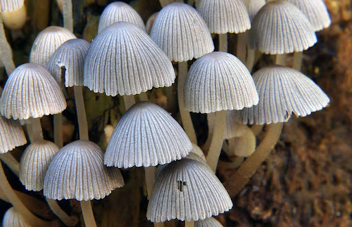 Curious about microdosing magic mushrooms? We bet you didn’t know its reported benefits include enhanced creativity and increased focus. What are your thoughts on microdosing? #MicrodosingMagic #MindfulMushrooming