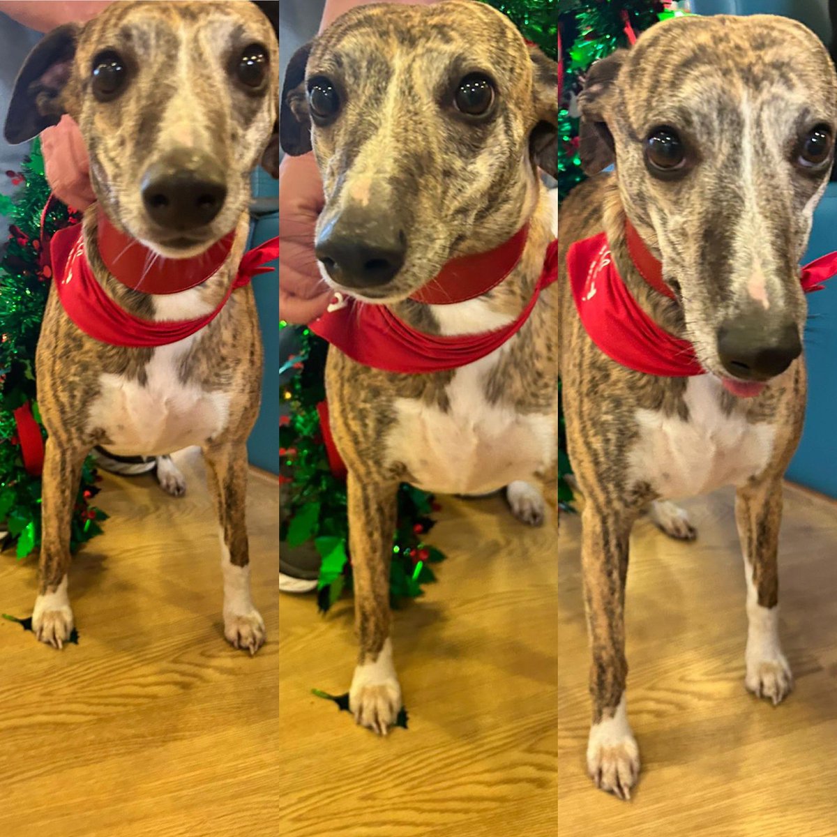 St Caradog - Inpatient Acute Ward in Pembrokeshire (@stcaradog) on Twitter photo We had the pleasure of a very festive Darsi 🐾 and Jac ❤️ visiting us from <a href="/CariadPet/">Cŵn Cymorth Cariad / Cariad Pet Therapy</a> <a href="/HywelDdaHB/">Hywel Dda UHB</a>
Thank you for brightening up our day🌟 We had the pleasure of a very festive Darsi 🐾 and Jac ❤️ visiting us from <a href="/CariadPet/">Cŵn Cymorth Cariad / Cariad Pet Therapy</a> <a href="/HywelDdaHB/">Hywel Dda UHB</a>
Thank you for brightening up our day🌟