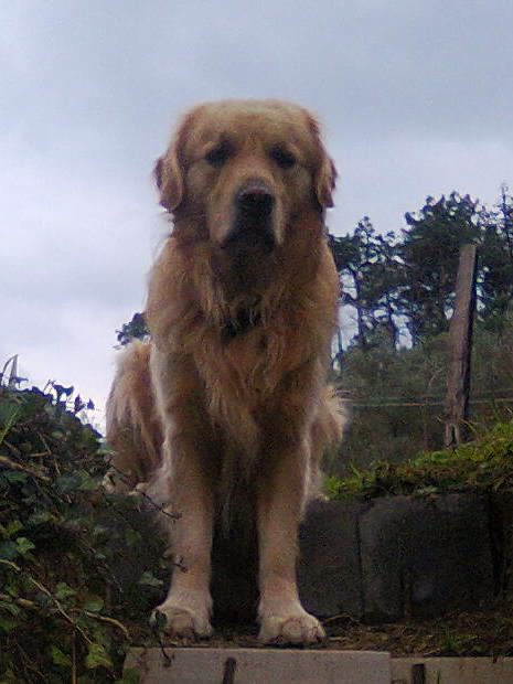 Happy Gotcha Day my love🌈❤️Gordon