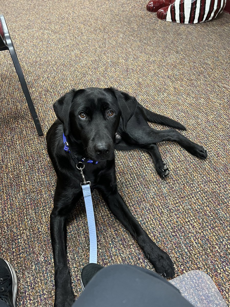 I've been MIA for awhile, but for good reason!  I've been working on getting a Facility Dog for our school.  He started a few weeks ago. Isn't he just the cutest?!