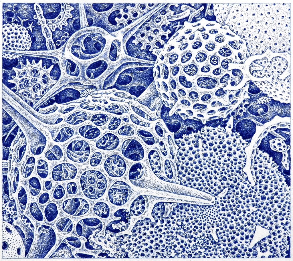 Blue Housewarmer 12/23 9.5”X10.75” inches [24.1 X 27.3 cm] Colored Pencil #sciart #art #artwork #fineart #worksonpaper #microscopic #gawoski #diatom #plankton #coloredpencil #colouredpencil #drawing #oceanography #scienceart #radiolarian #foraminifera #haeckel #diatoms