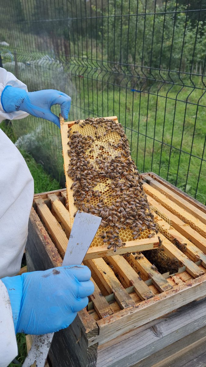 Struggling what to gift someone for the holidays? Why not try one of our beekeeping experiences or courses! All held at @NorthernRootsOL and you can get 10% off with the code: XMAS23 (we also do gift cards!) #oldhamhour #beekeeping #gift #holidays #seasonal #christmas