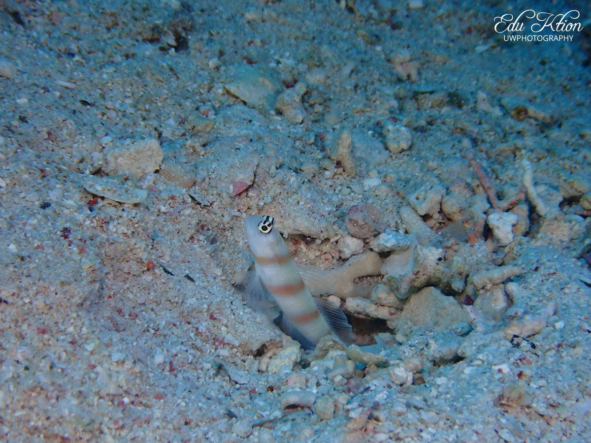 KtionEdu's tweet photo. Amblyeleotris steinitzi.

📸 Olympus TG6 @ealcaniz 

#explore #padi #scuba #scubadiving #snorkeling #ocean #sea #egypt #sealife #lifestyle #nature #discovery #nationalgeographic #amazing #fun #photography #underwater #uwphotography #redsea #gobius https://t.co/2LOTctteWn