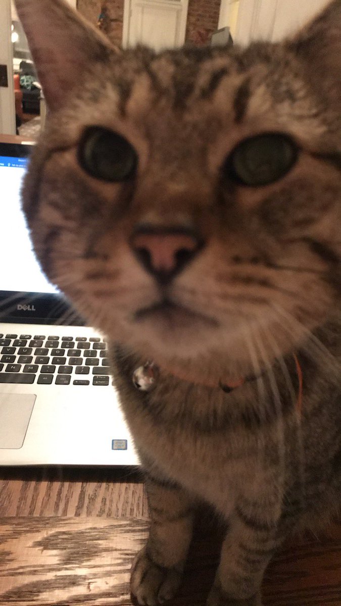 RIP to the best little buddy around. Thank you for making me laugh, endless cuddles, and the nightly reminders to go to sleep. Life will be harder without you.