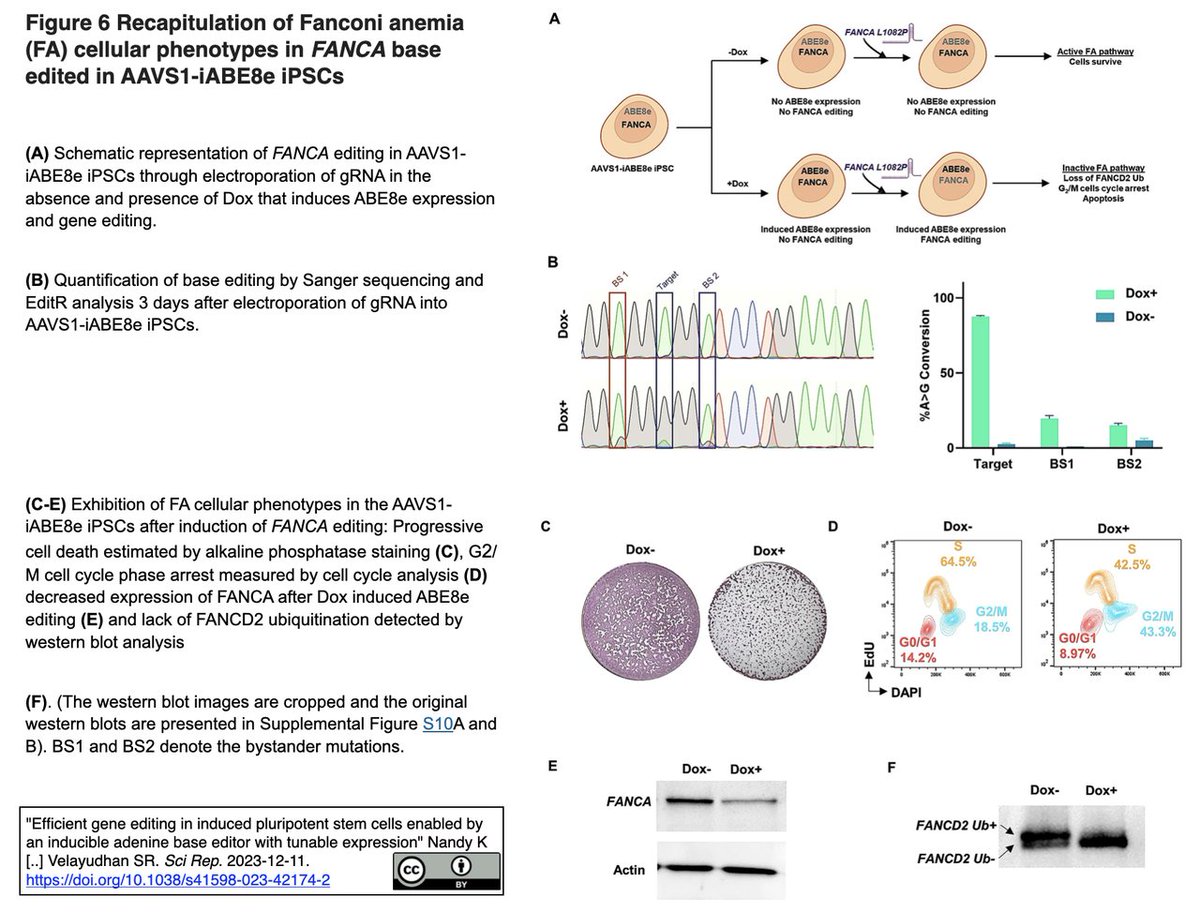 "Efficient gene editing in induced pluripotent stem cells enabled by an inducible adenine base editor with tunable expression"
Nandy K [..] Velayudhan SR. Sci Rep. 2023-12-11.
doi.org/10.1038/s41598…
#CRISPR; AAVS1-iABE8e