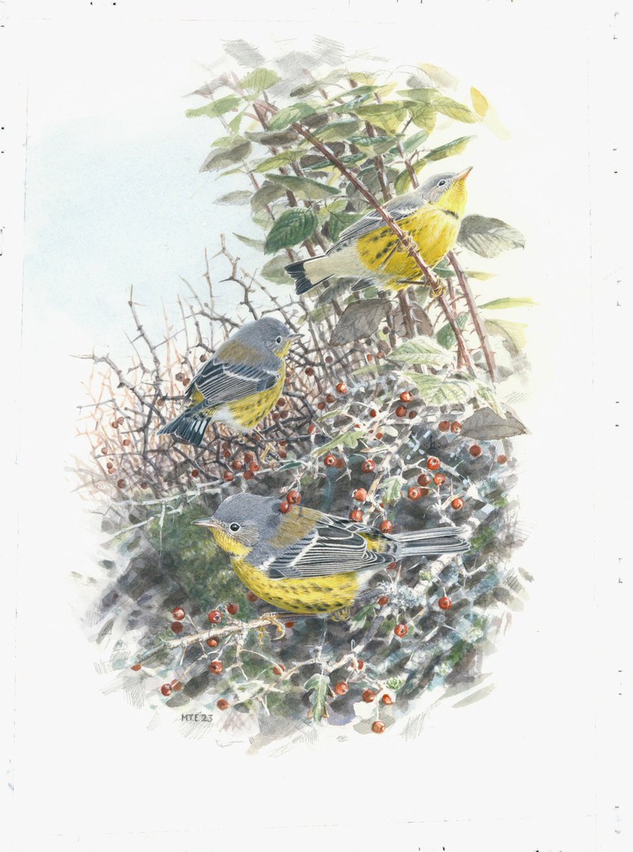 Martin Elliott pic of the Pembrokeshire Magnolia Warbler. Original will go to highest email bidder (over £250) by end of Jan '24 . Prints will be available from Martin or London House Studio, £60 if orders before Christmas or £75 thereafter, prices include p&p