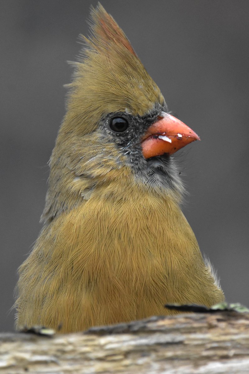 Don't mess with the boss lady!' This Cardinal's fierce gaze says it all.

#northerncardinal #cardinalphotography #birdwatching #naturelovers