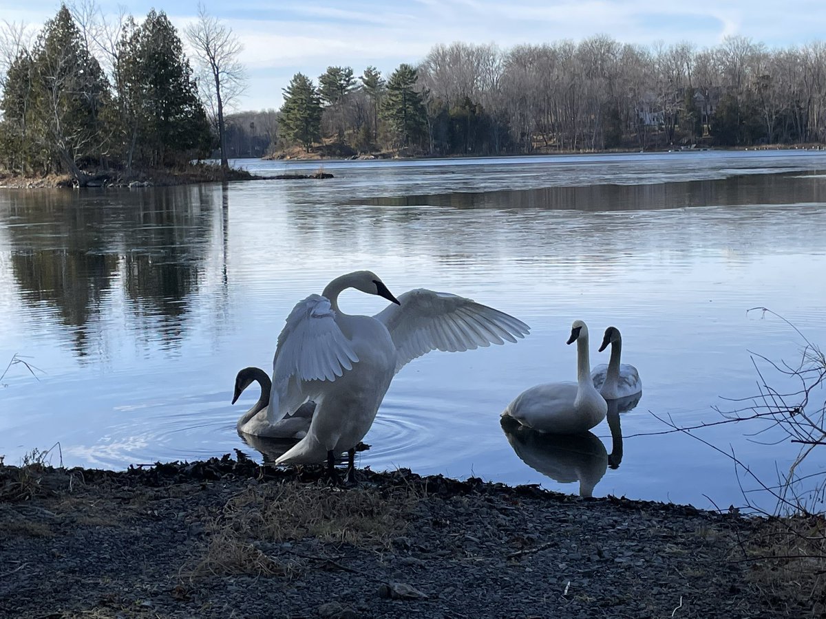 Trumpeter swan family spotted during the Christmas bird count #infrontenac #southfrontenac