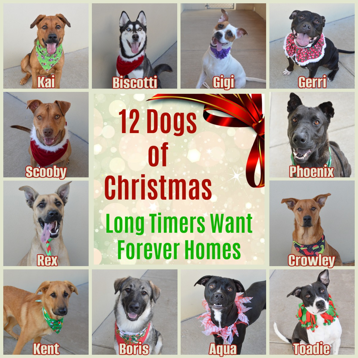 This holiday season, #CollinCountyAnimalsServices is shining a spotlight on their PAWsome long-timers with the 12 Dogs of Christmas. Each of these incredible pups dreams of finding a loving forever home by Christmas. Will you make their wish come true? #helpccas #collincountytx