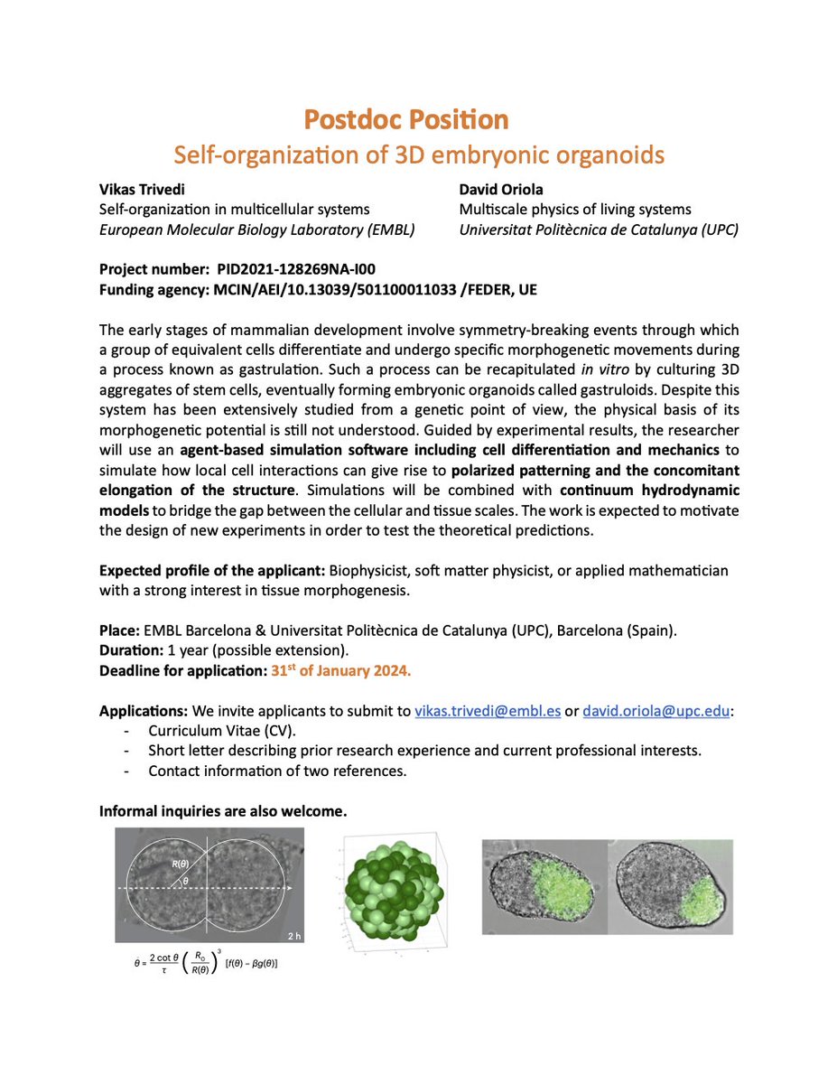 Are you interested in understanding how tissues self-organize and pattern themselves? @LabTrivedi and I offer a fully-funded 1-year postdoc position on the theoretical modelling of embryonic organoids. Deadline 31st Jan 2024. @EMBLBarcelona @BCNCollab @BIOCOMSC1