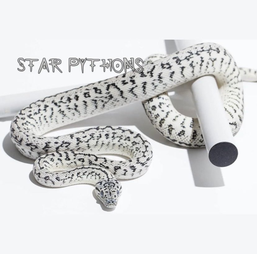 dschinnihookah's tweet image. やっぱアザンとかグララナイトが好きだな
#カーペットパイソン
#carpetpython