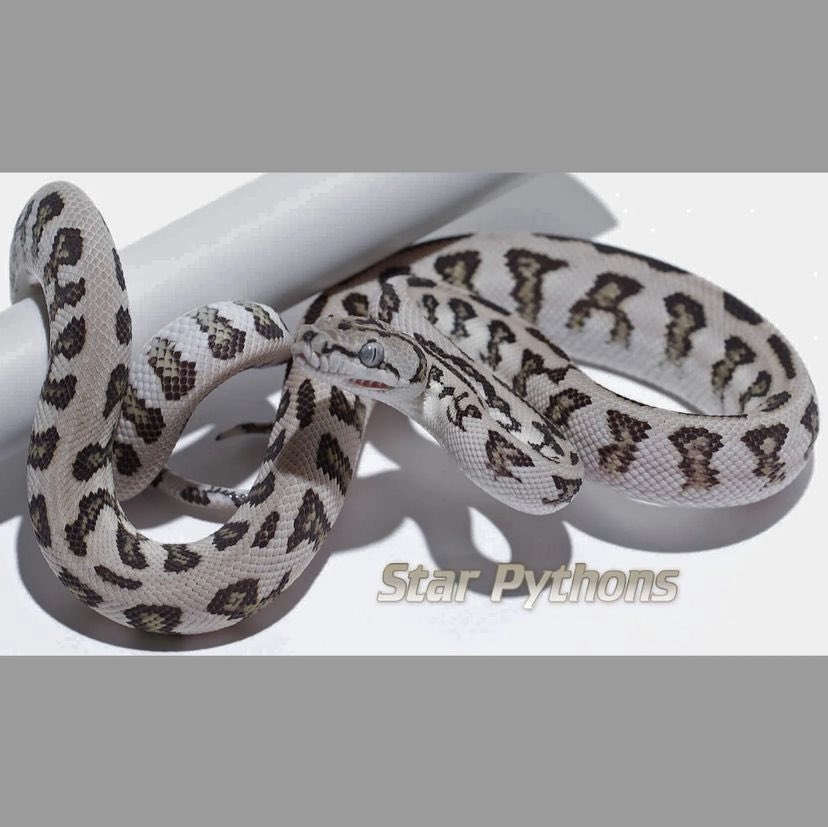 dschinnihookah's tweet image. やっぱアザンとかグララナイトが好きだな
#カーペットパイソン
#carpetpython