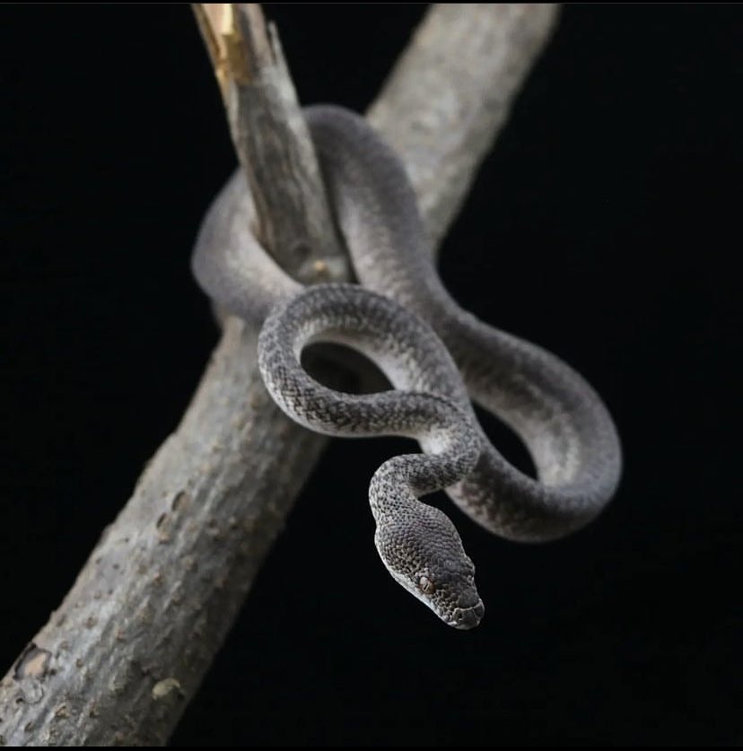dschinnihookah's tweet image. やっぱアザンとかグララナイトが好きだな
#カーペットパイソン
#carpetpython