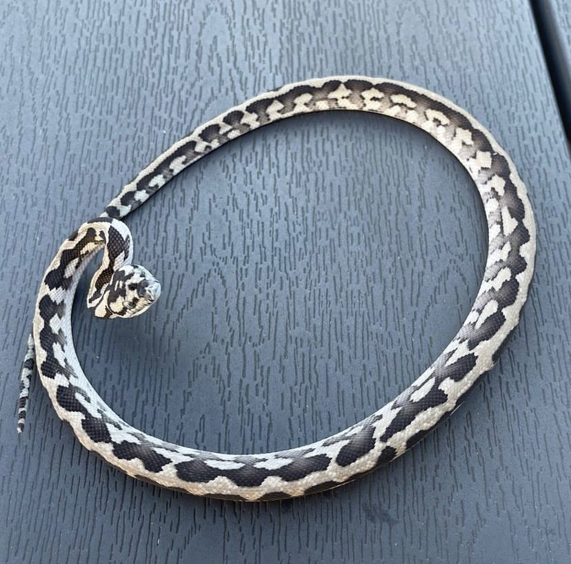 dschinnihookah's tweet image. やっぱアザンとかグララナイトが好きだな
#カーペットパイソン
#carpetpython