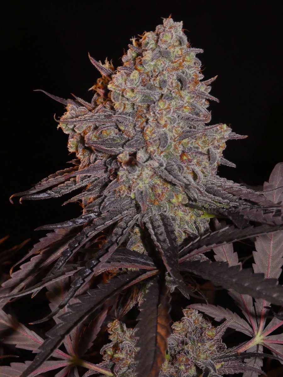 This XXL yielder,  easy-to-grow, fast flowering, and colorful cultivar is none other than the Aladdin Kush. 
Official release date: December 21st 2023 🚀
#kush #purpleweed