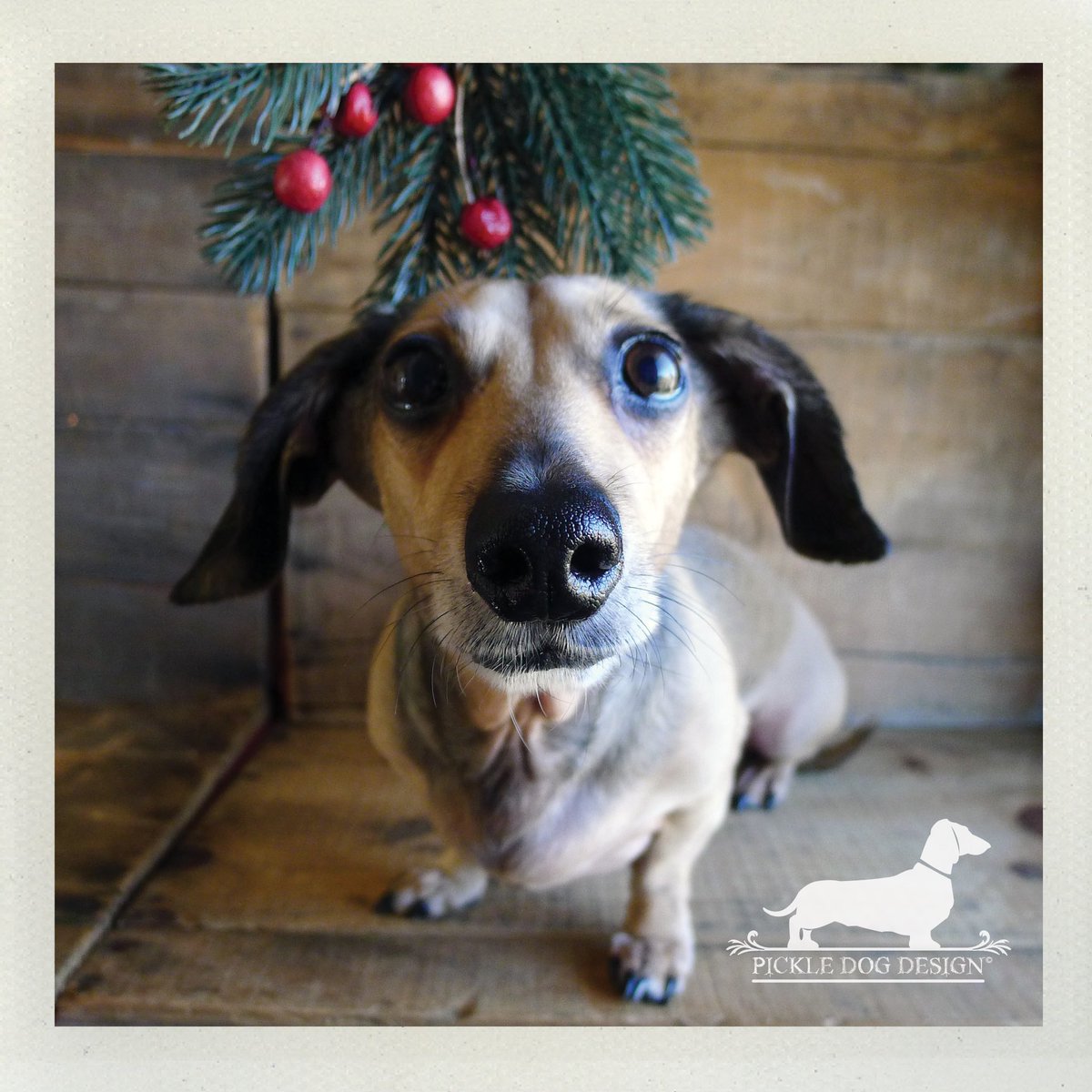 Is there any better kiss under the mistletoe than a doxie kiss? 💋

#minidoxie #sausagedog #dachshund #doxie #weeniedog #smooch #underthemistletoe #thatsdarling #wienerdog #meetmeunderthemistletoe #tistheseason #christmasdog #doxiekiss #dachshundkiss #mistletoe #dognose