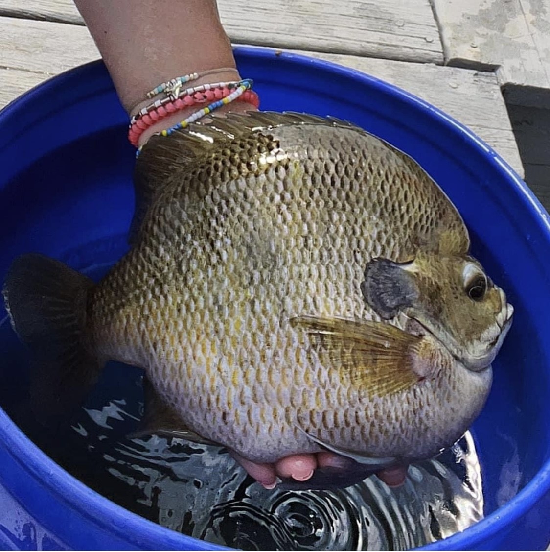 Do you have a frying pan this big? - Shared by Sarah Parvin

#TheReelLife #bluegill #panfish #panfishing #fish #fishing #outdoors #sportfish