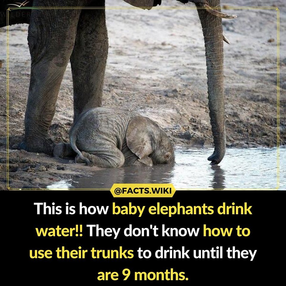 Confirmed.

#anniesfunfacts #facts #elephant
