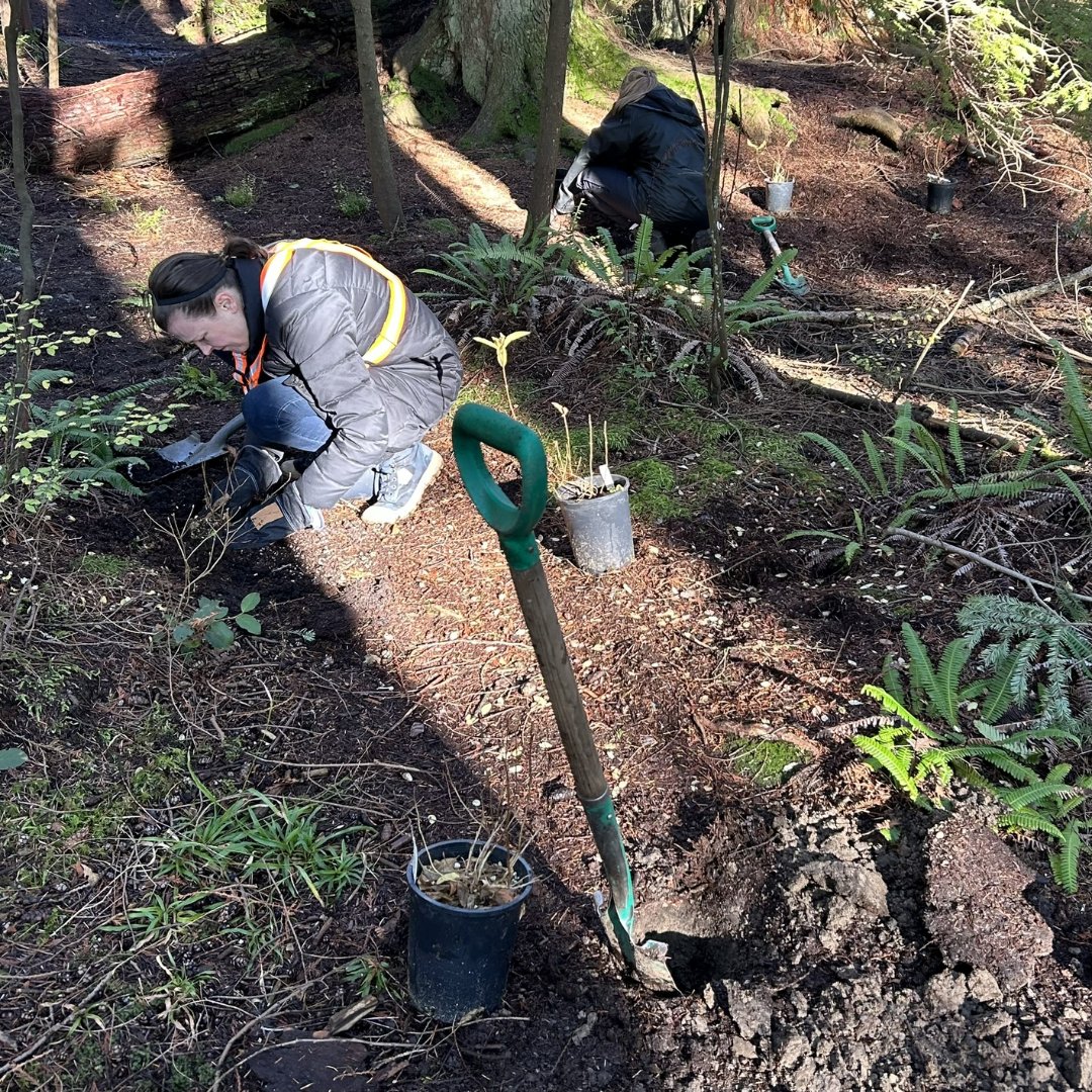Last week's Dedicate Invasive Removal Team (DIRT) sessions were spent by our volunteers planting the remaining plants from our planting events throughout the fall. We planted a number of different species such as blackcap raspberry and field mint. 📷 Gianna Letizia