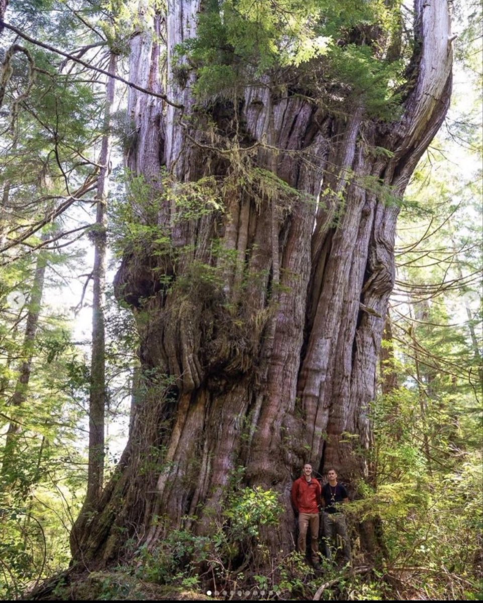 Old-growth Western Red Cedar (Thuja plicata) in British Columbia. It's actually related to cypress, not the true cedars. It's estimated to be 1,000 years old. It's almost 150 feet tall(45 m).The base is 16.5 feet wide(5 m).Its trunk widens as you go up! Ahousaht First Nation land
