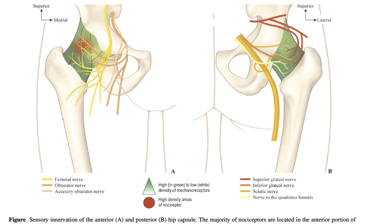 🆕Editorial on barriers and facilitators for peripheral nerve blocks for hip fracture surgery <a href="/CJA_Journal/">CJA - Canadian Journal of Anesthesia</a>

🔗link.springer.com/article/10.100…

*⃣Spoilt by choice – which blocks to use and when?

⬇️Understanding the innervation of the hip is crucial

➡️Thanks <a href="/RevaRamlogan/">Reva Ramlogan</a> <a href="/camilla_wong/">Camilla Wong 黃朗欣 🇨🇦</a>