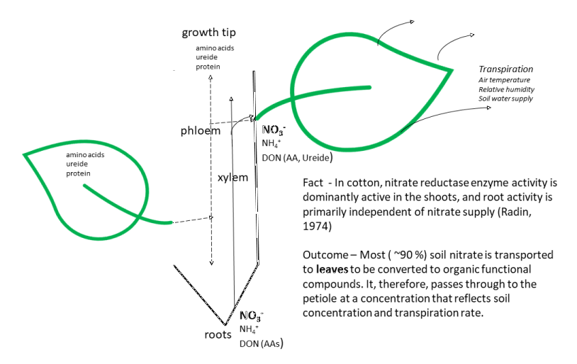 Some advisers have asked, “why have BPC continued to use petiole nitrate-N” in our in-crop cotton N management service? 

My answers are sometimes a bit long-winded and technical, but the short answeris that “we haven’t been able to find a technology

backpaddock.com.au/2023/12/19/why…