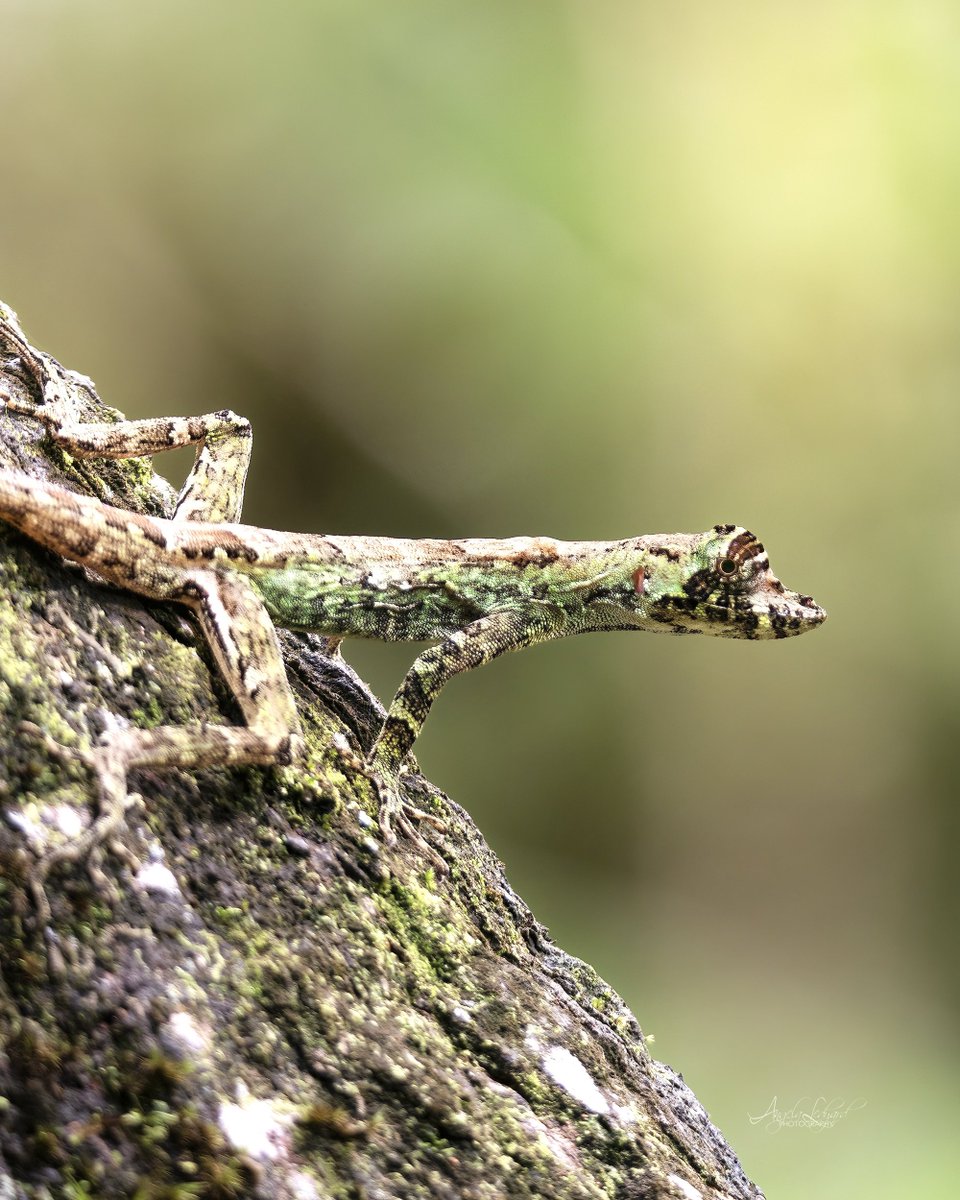 It’s not surprising that I didn’t see this pug-nosed anole at first. #wildlifephotography #lizard #anole #TwitterNatureCommunity #CostaRica #reptile #wildlife