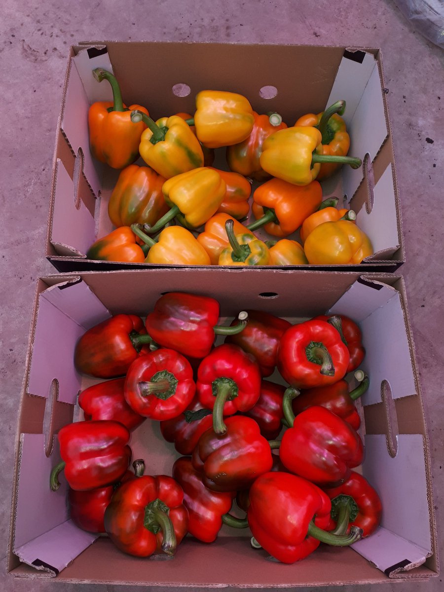 Belichtingsproef paprika. Ook dit jaar hebben we met Kerstmis weer lekkere gezonde paprika's van Nederlandse bodem. Iedereen gezellige feestdagen gewenst.