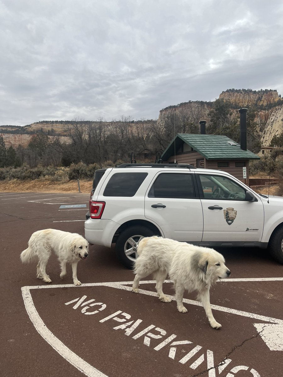 han solo (parody account) tweet media