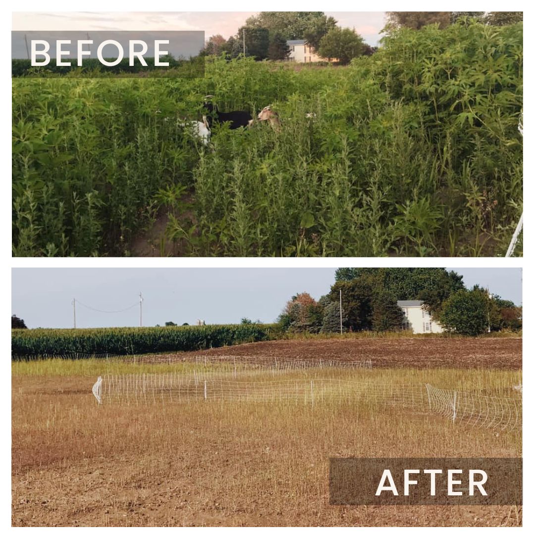 Peek-a-boo! Can you spot the herd hard at work clearing this enormous patch of weeds??👀 

#goatgrazing #goatrental #targetedgrazing #goatscaping #prescribedgrazing #goats #wildfiremitigation  #goatsonthego