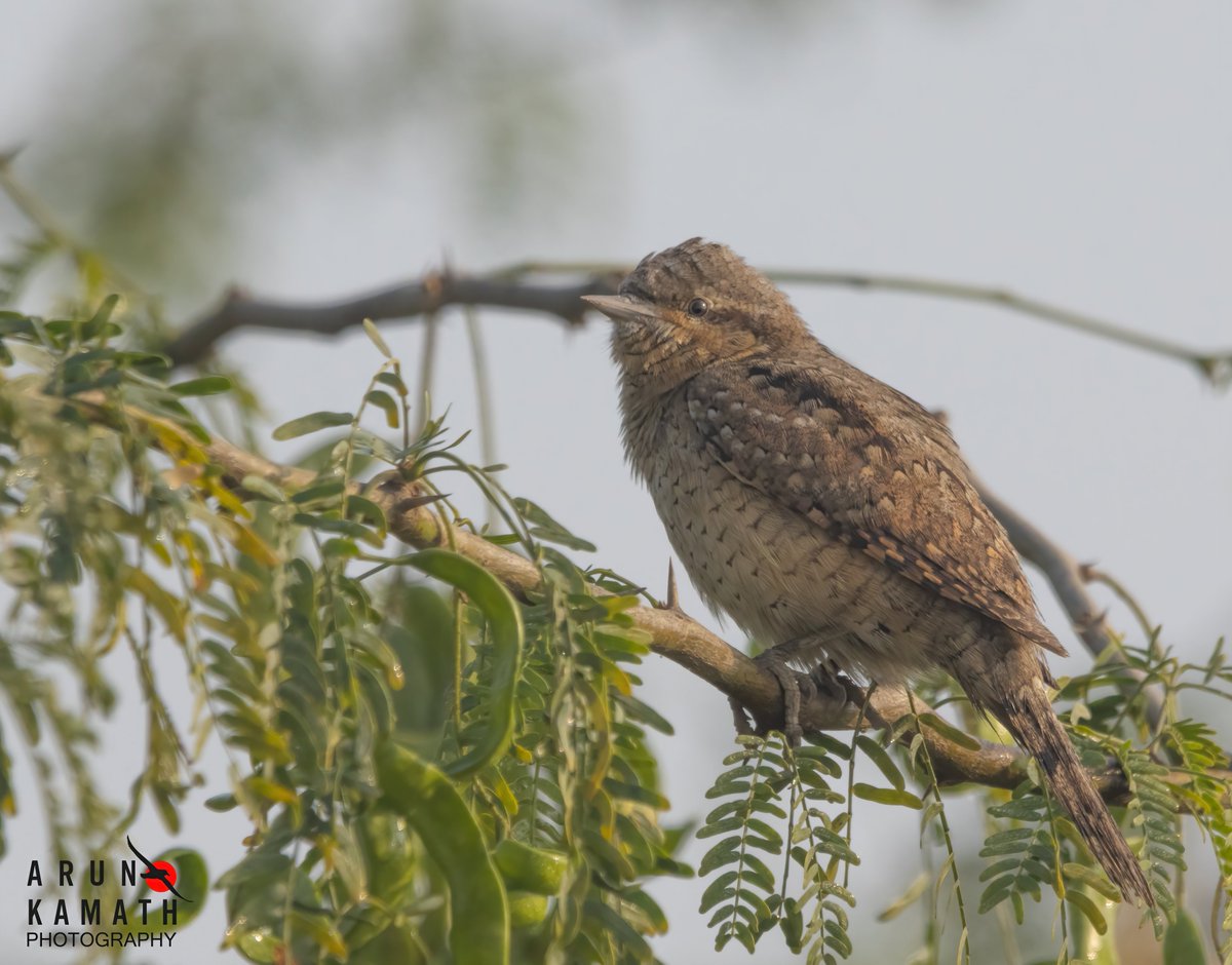 Eurasian wryneck  (Jynx torquilla) is a species of wryneck in the woodpecker family. They mainly breed in temperate regions of Europe and Asia. Most populations are migratory, wintering in tropical Africa and in southern Asia. #IndiAves #TwitterNatureCommunity #birds