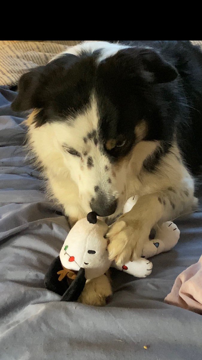Mom thinks this toy is too cute for me to play with but I’m seriously going to take this Snoopy down #dogsoftwitter pals.