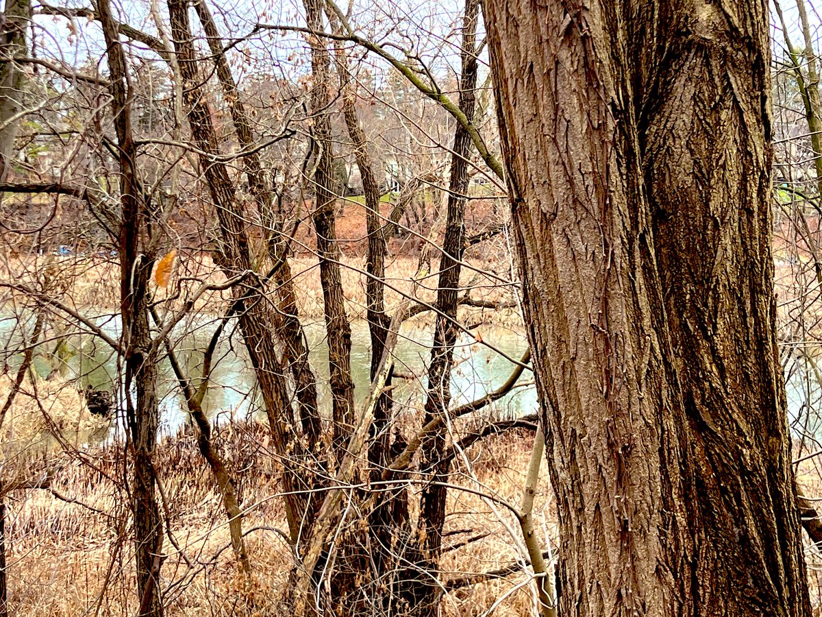 Kenollie Nature Walkers. 
Taking in the beauty of the Credit River.