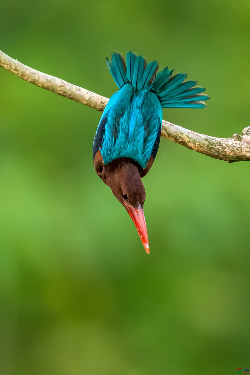 kingfisher
#naturephotography
#birdsphotography #beautifulbirds #birdsofindia
 #birdlovers #naturelovers
 #birdplanet #birdcaptures 
#birds_nature